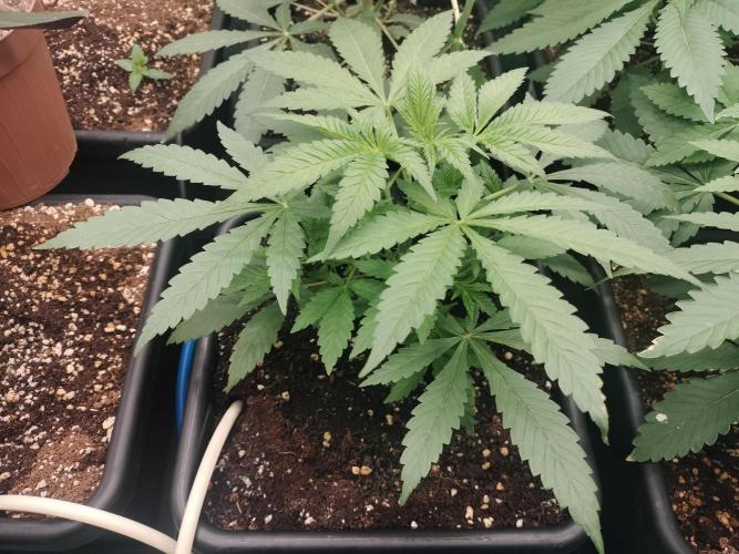 Blueberry Queques. Week 5