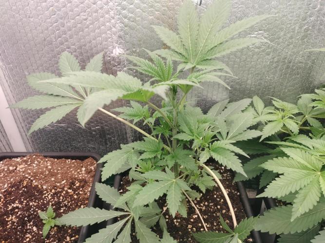 Zizu. Week 5