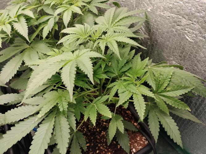 Tramuntana Critical Cherry #1. Week 5