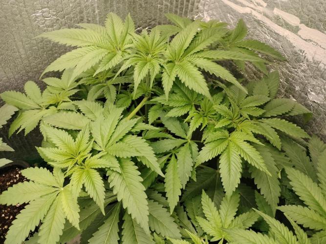 Tramuntana Critical Cherry #2. Week 5