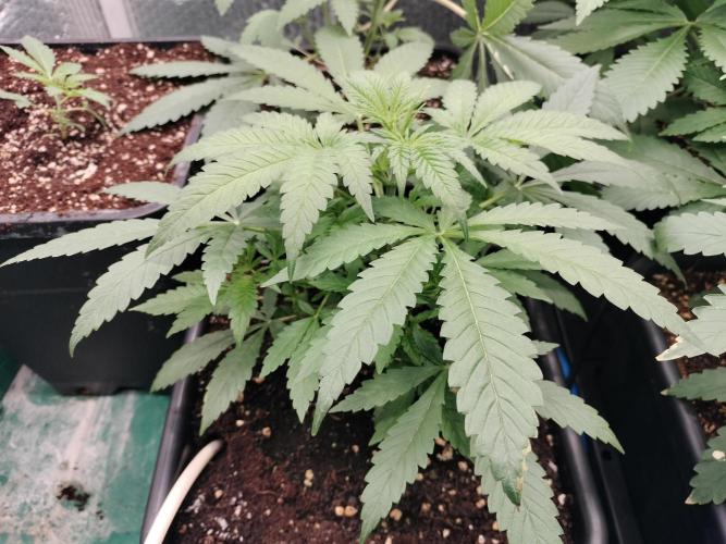 Blueberry Queques. Week 5