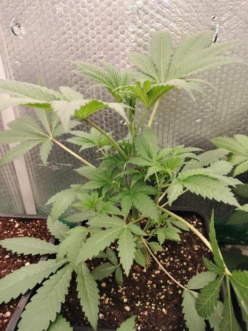 Zizu. Week 5