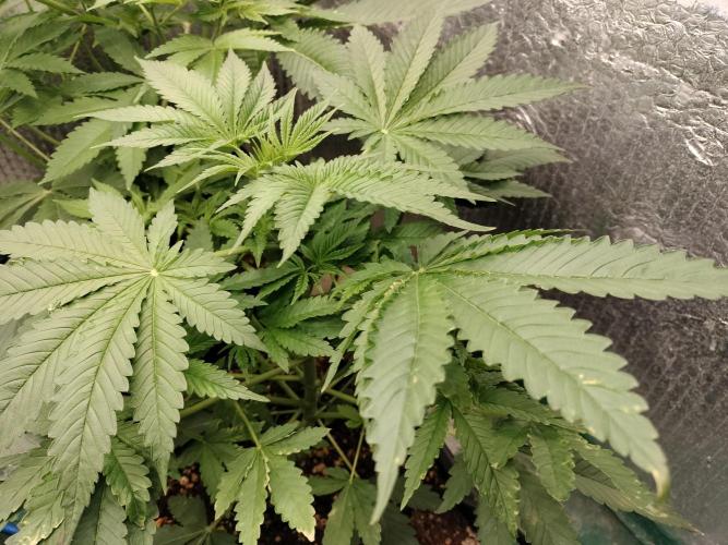 Tramuntana Critical Cherry #1. Week 5