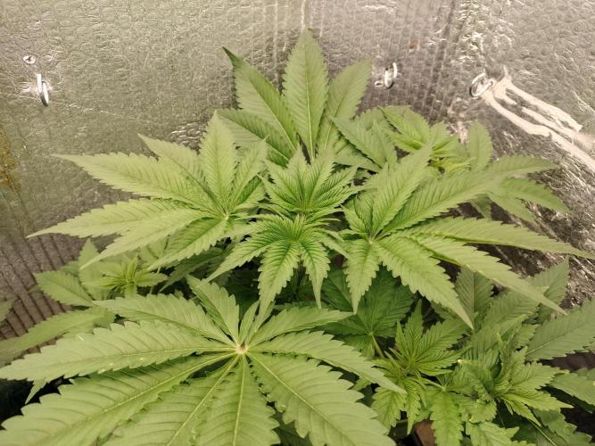Tramuntana Critical Cherry #2. Week 5