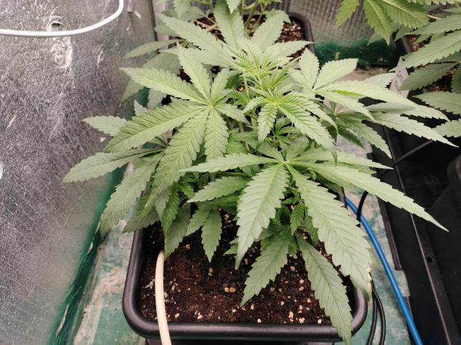Blueberry Queques. Week 5