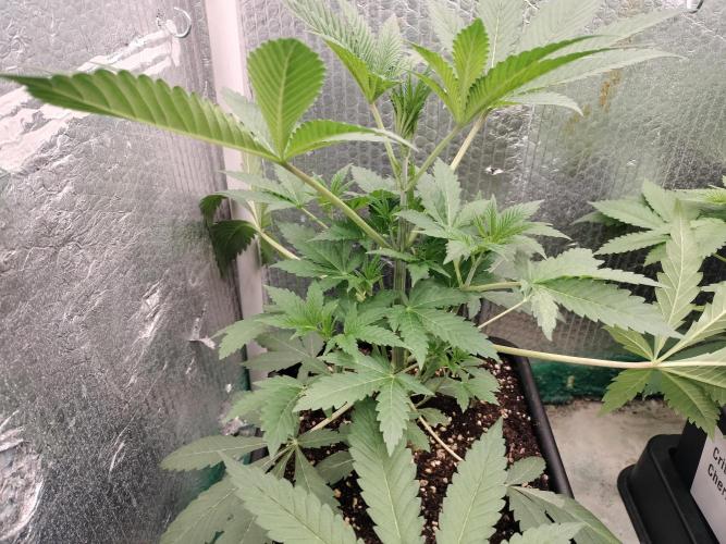 Zizu. Week 5