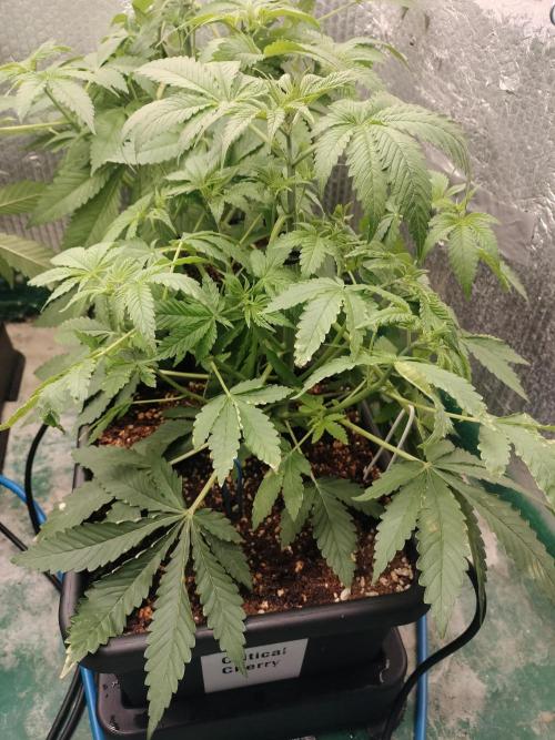 Tramuntana Critical Cherry #1. Week 6