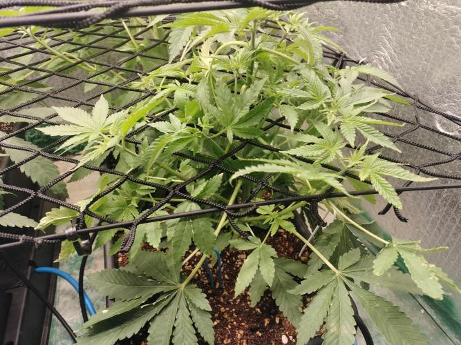 Tramuntana Critical Cherry #1. Week 6