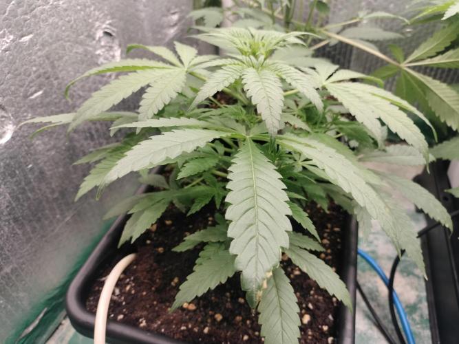Blueberry Queques. Week 6