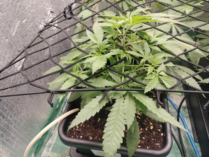 Blueberry Queques. Week 6