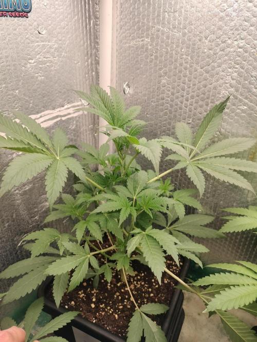 Zizu #1. Week 6