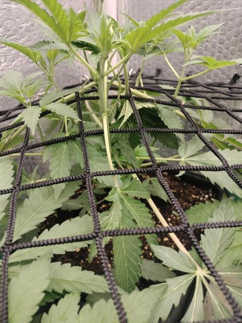 Zizu. Week 6