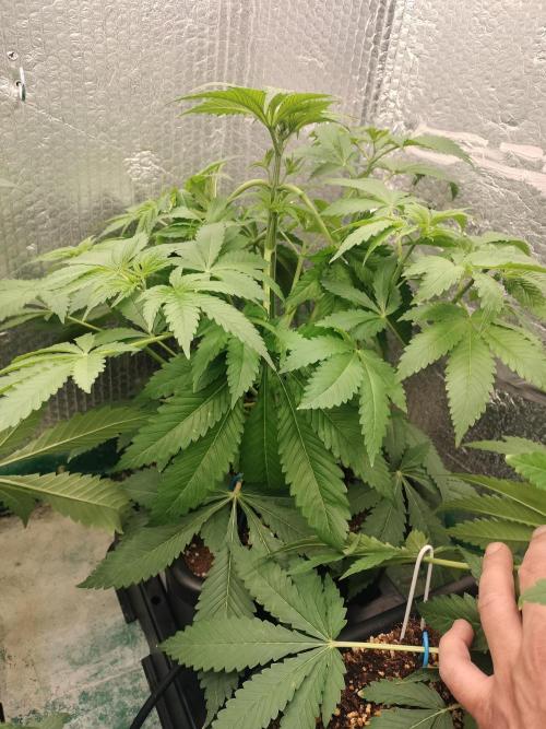 Tramuntana Critical Cherry #2. Week 6