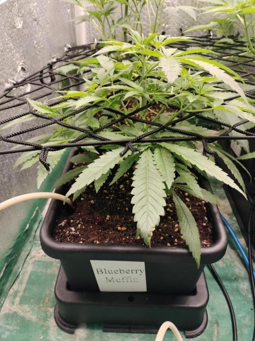 Blueberry Queques. Week 6
