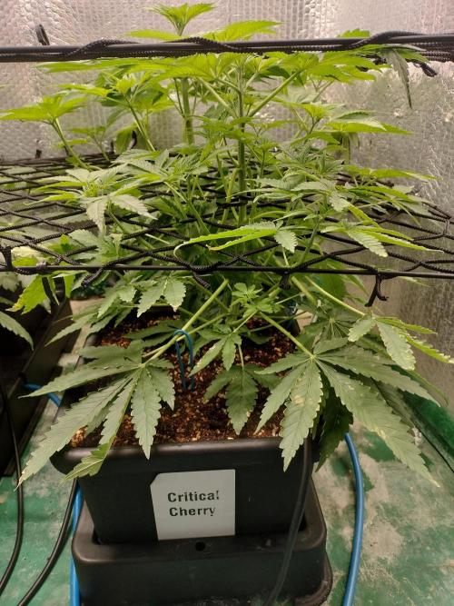 Tramuntana Critical Cherry #1. Week 7