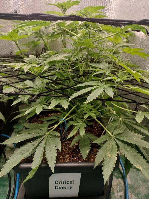 Tramuntana Critical Cherry #1. Week 7