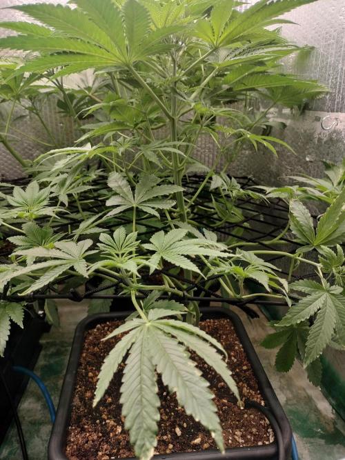 Tramuntana Critical Cherry #1. Week 7