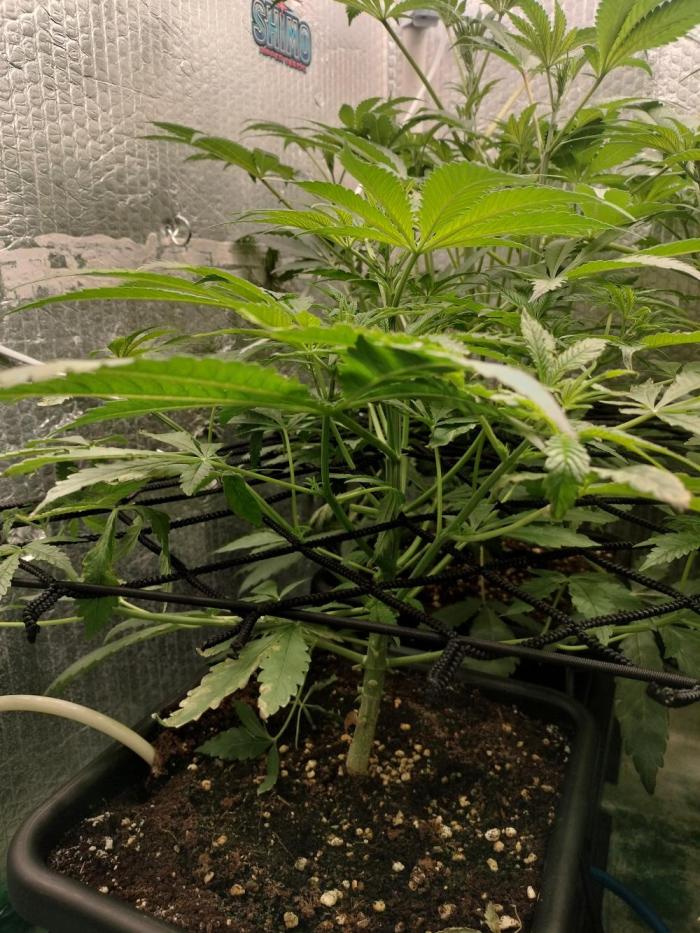 Blueberry Queques. Week 7