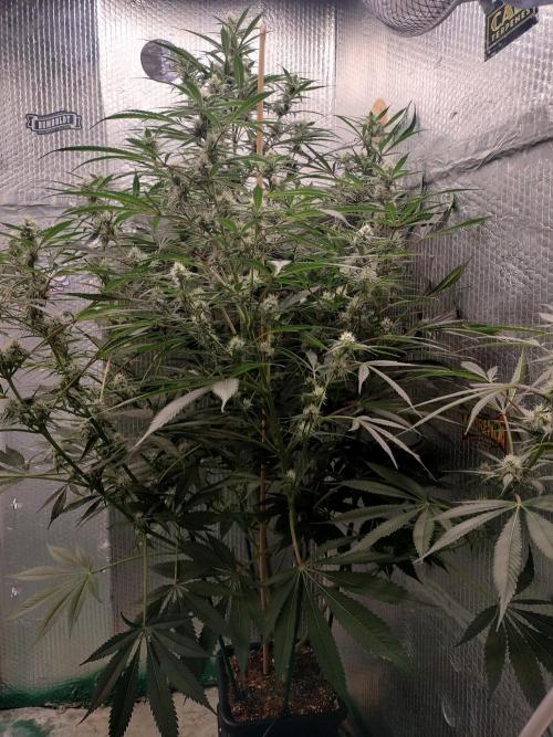 Tramuntana Critical Cherry #1. Week 10 - A beast appears.