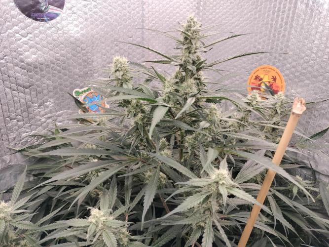Tramuntana Critical Cherry #1. Week 10