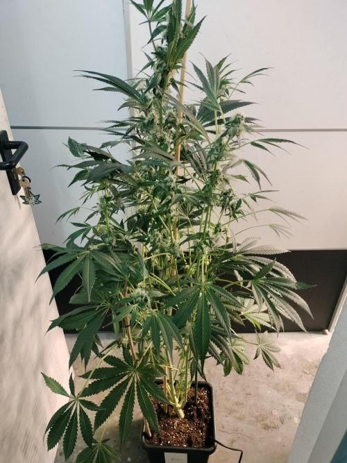 Zizu #1. Week 9