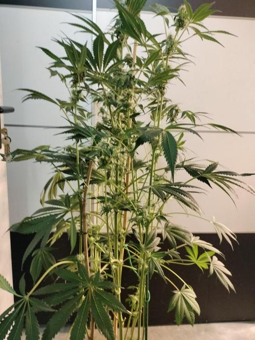Zizu #1. Week 9