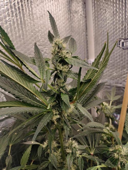 Zizu. Week 9