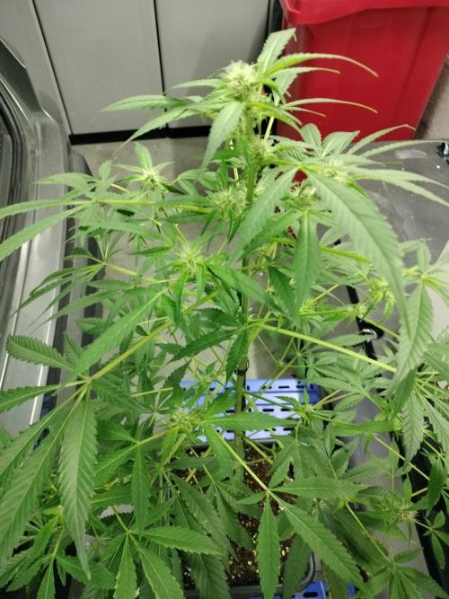 Blueberry Queques. Week 9