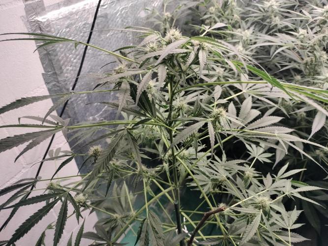 Tramuntana Critical Cherry #2. Week 9
