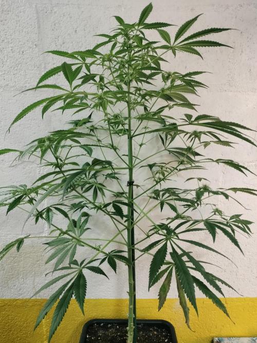 Tramuntana Critical Cherry #2. Week 9