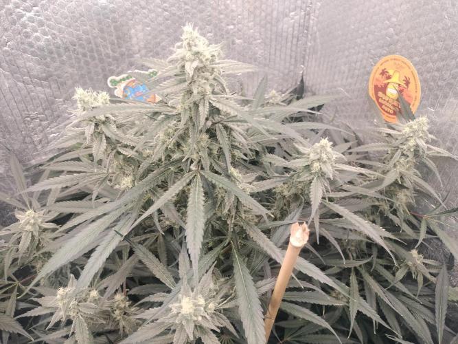 Tramuntana Critical Cherry #1. Week 11