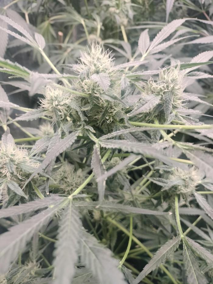 Tramuntana Critical Cherry #2. Week 10