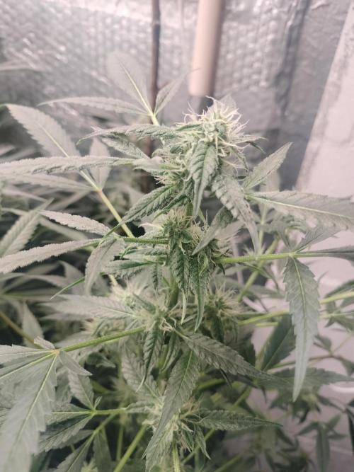 Blueberry Muffin. Week 10