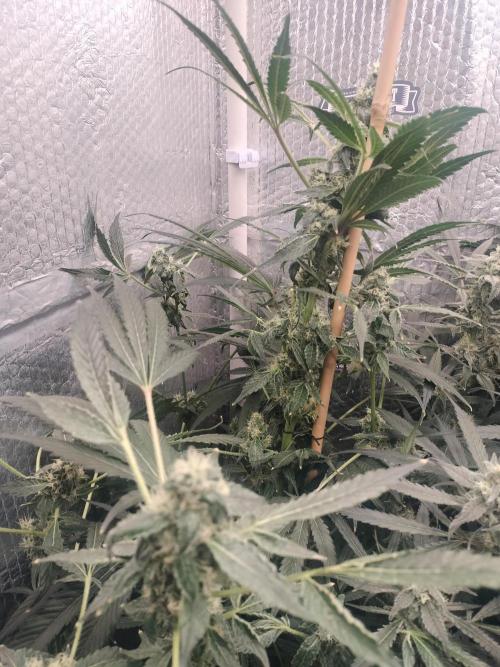 Zizu. Week 10
