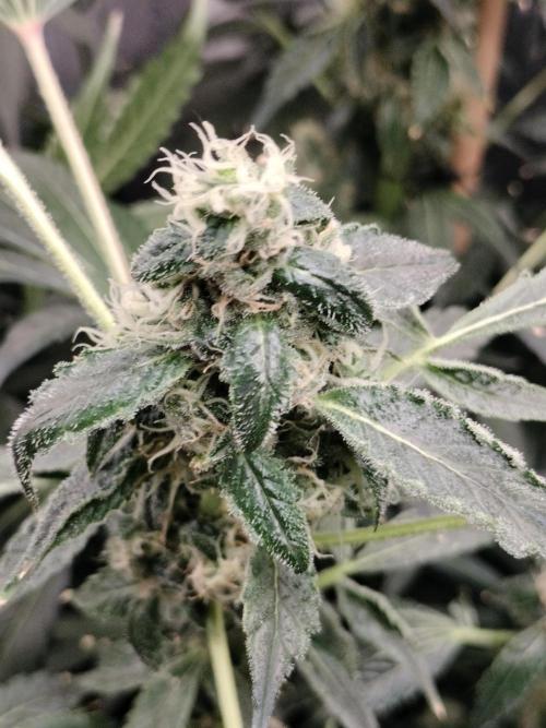 Zizu #1. Week 10