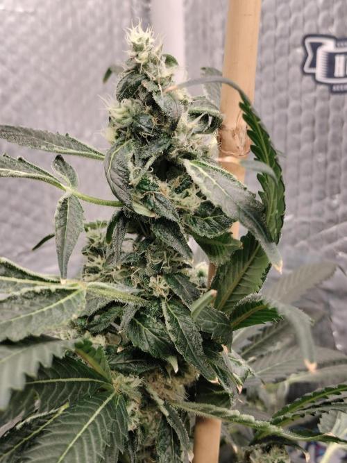 Zizu. Week 10