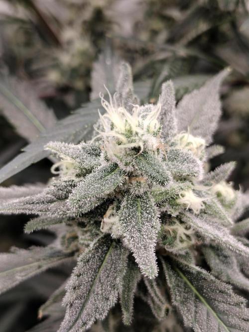 Tramuntana Critical Cherry #1. Week 11 - 😋
