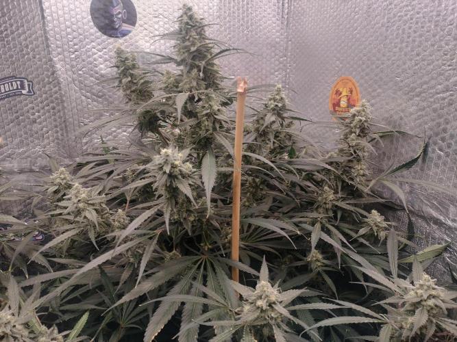 Tramuntana Critical Cherry #1. Week 12