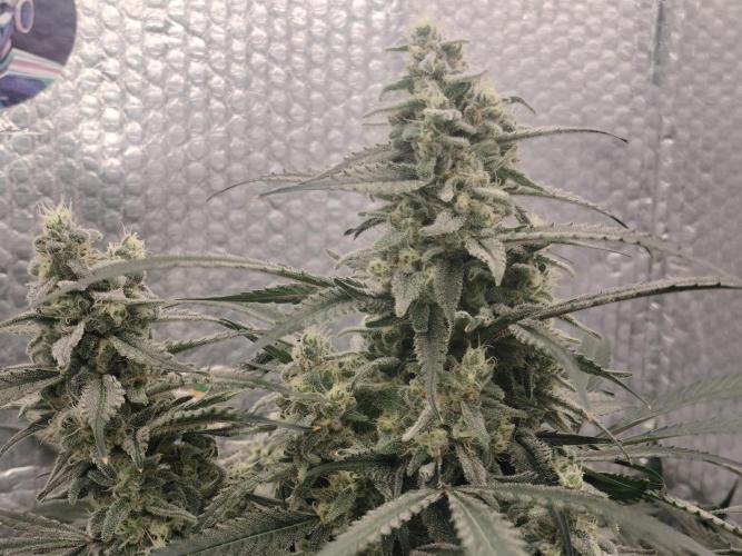 Tramuntana Critical Cherry #1. Week 12