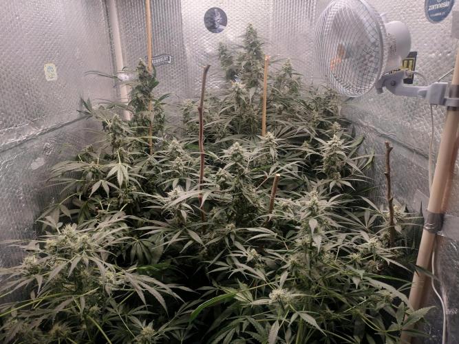 Zizu #1. Week 11