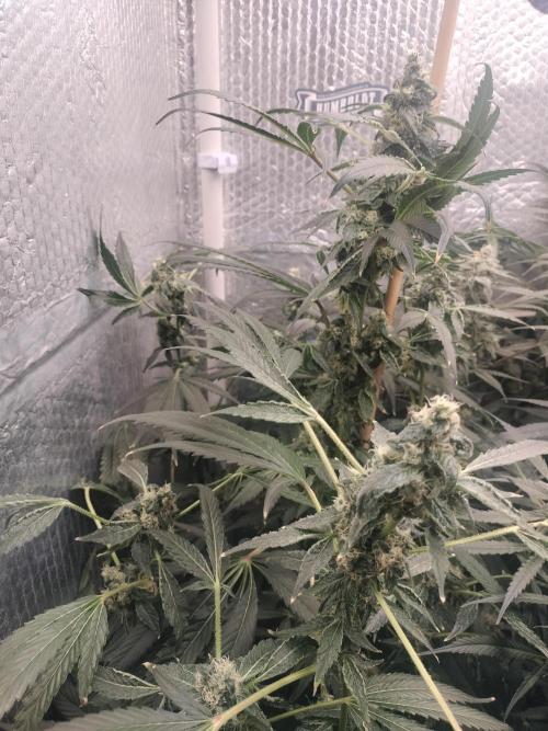 Zizu. Week 11