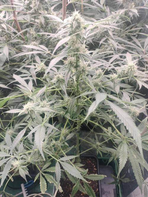 Tramuntana Critical Cherry #2. Week 11