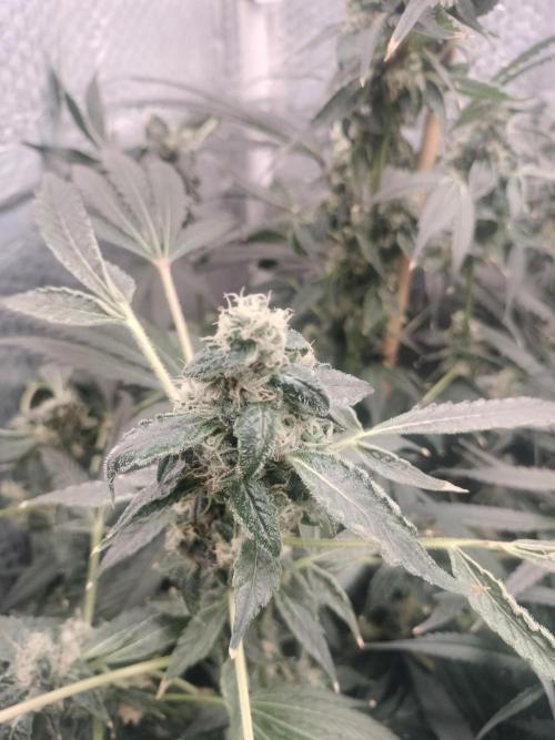 Tramuntana Critical Cherry #2. Week 11