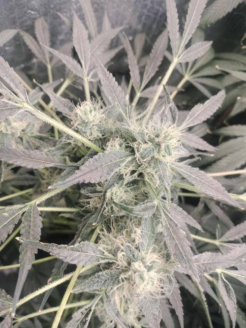 Blueberry Queques. Week 11