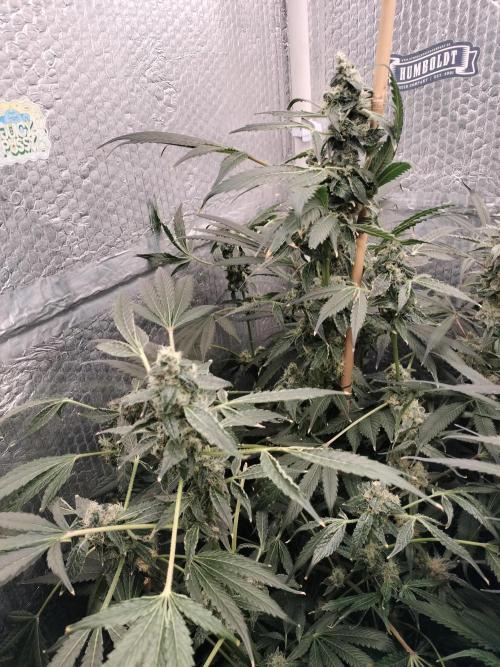 Zizu. Week 11