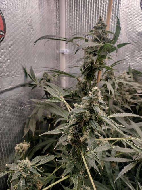 Zizu #1. Week 12