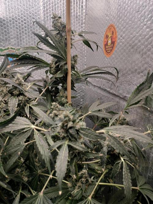 Zizu. Week 12