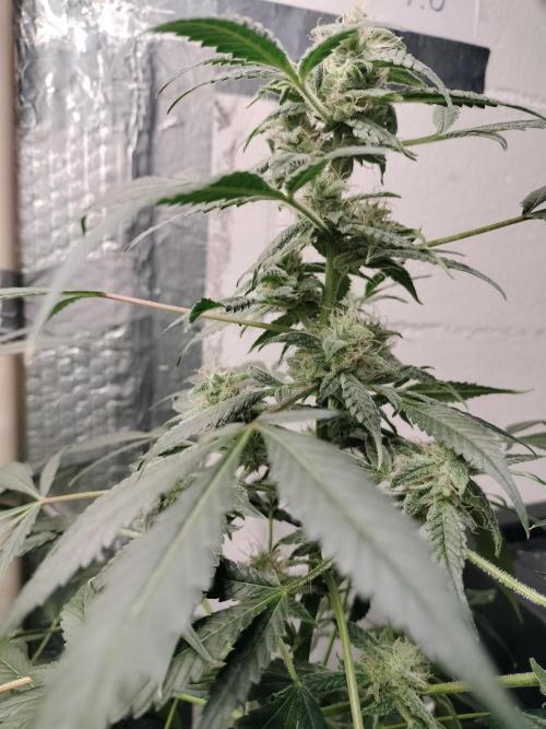 Blueberry Queques. Week 12