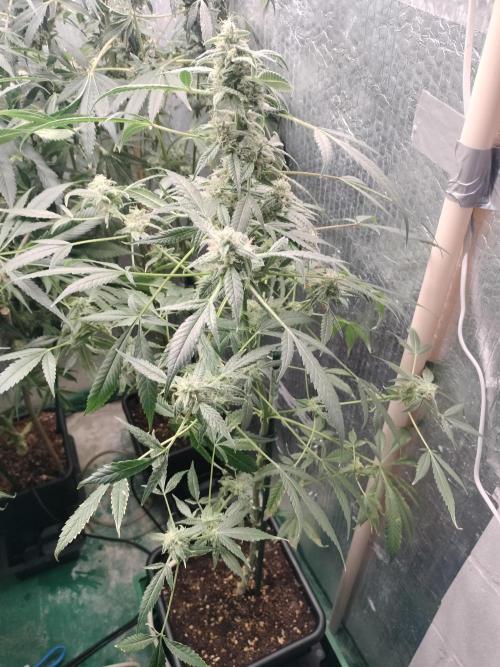 Blueberry Muffin. Week 12