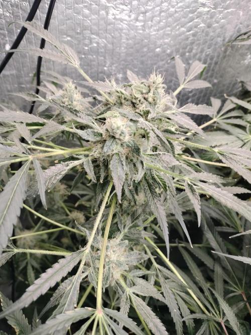Tramuntana Critical Cherry #2. Week 12